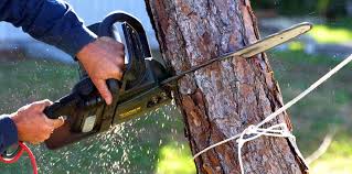Best Fruit Tree Pruning  in Spring Valley Lake, CA