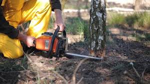 Best Seasonal Cleanup (Spring/Fall)  in Spring Valley Lake, CA
