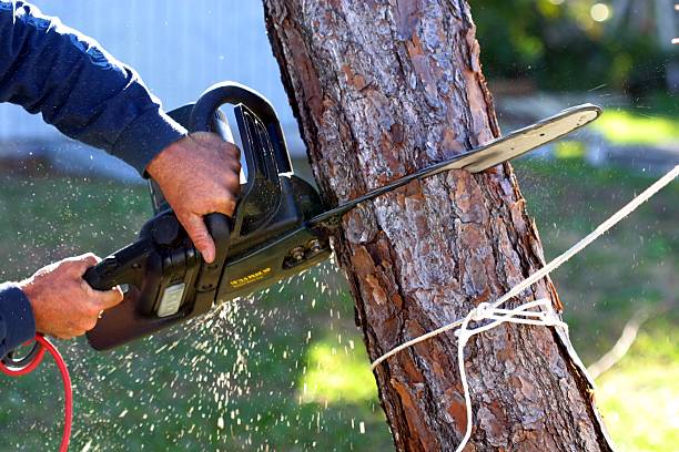 Lawn Maintenance Plans in Spring Valley Lake, CA