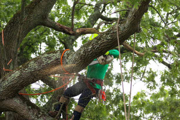 Best Tree Removal  in Spring Valley Lake, CA
