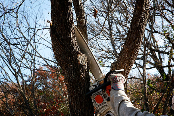 Best Tree Preservation Services  in Spring Valley Lake, CA