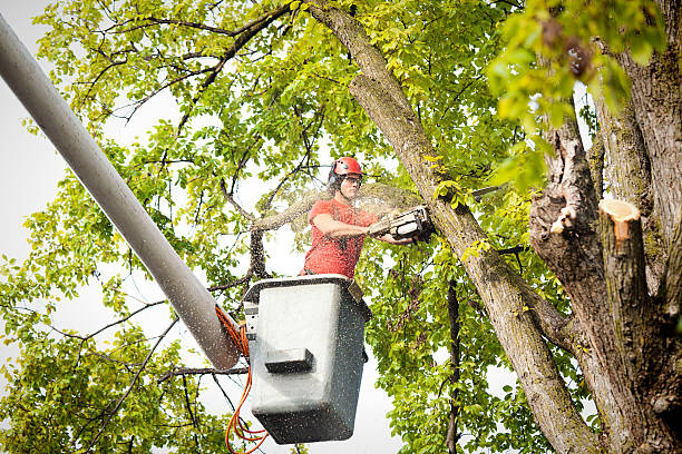 How Our Tree Care Process Works  in  Spring Valley Lake, CA