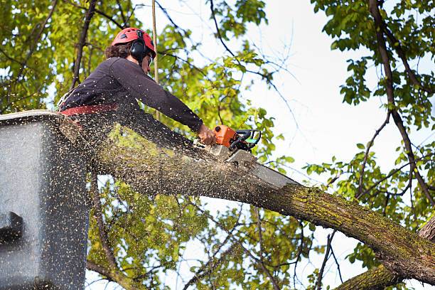 Best Palm Tree Trimming  in Spring Valley Lake, CA