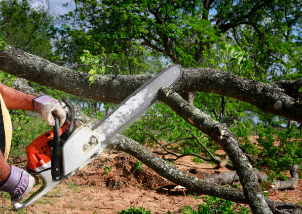 Best Storm Damage Tree Cleanup  in Spring Valley Lake, CA